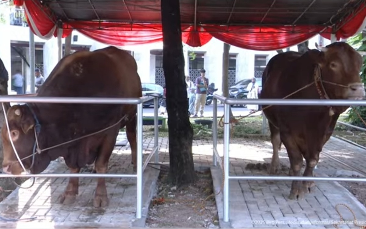 Wapres Gibran Serahkan Sapi Jumbo 916 Kg ke Baznas, Siap Dikurbankan di Tangerang